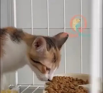 一只三花小猫在吃猫粮