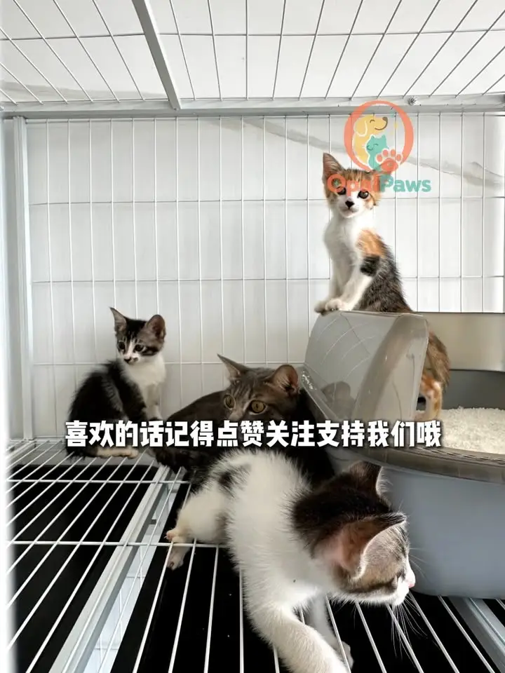 猫咪收容所白色铁网猫舍里的几只小猫，一只坐在猫砂盆上