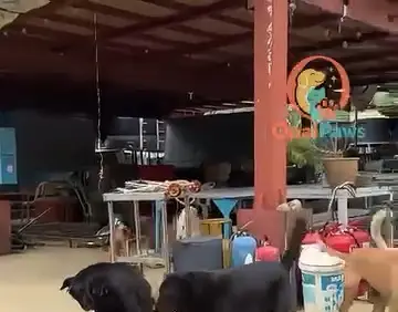 Dogs gathered under the shelter shed