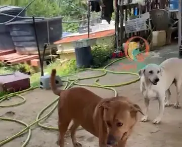 A brown dog and a white dog in the shelter yard