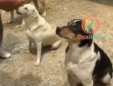 Two dogs sitting patiently, waiting for a handful of kibble