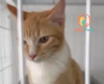 合作猫咪收容所里的一只橘猫