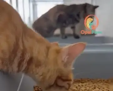 A ginger cat eating from a pile of kibble