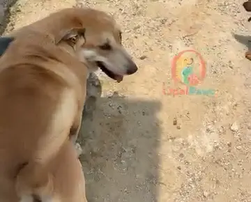 A golden-brown dog looking back in the shelter yard
