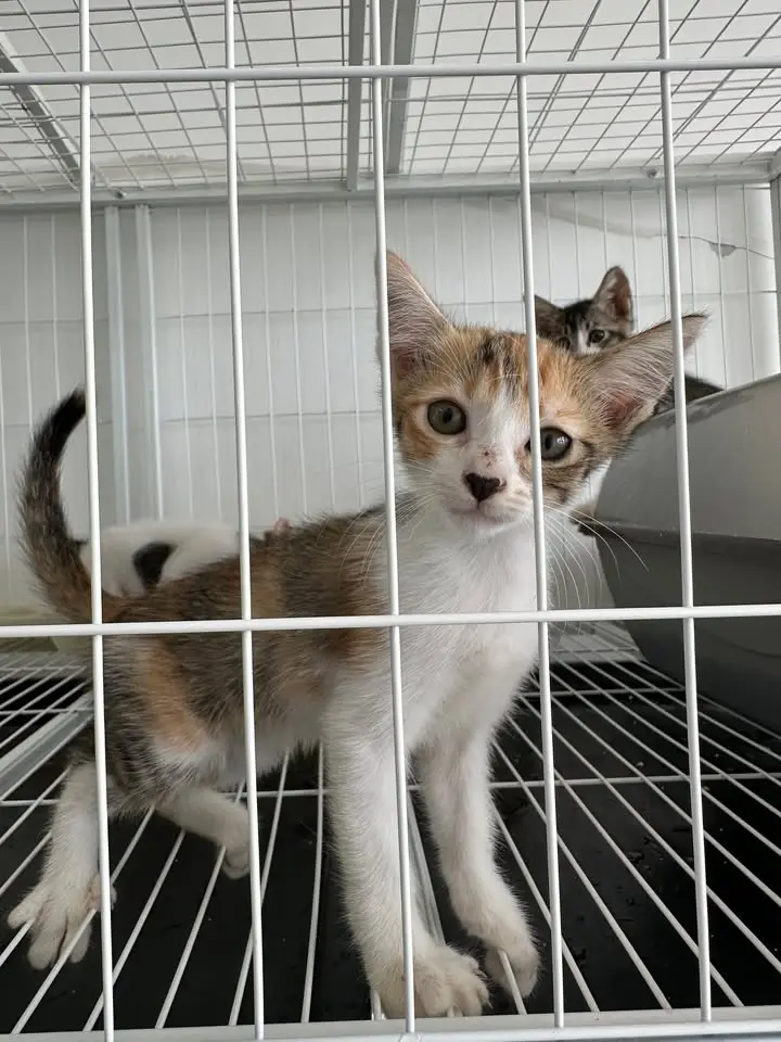 A curious calico kitten looking out from behind the wire of a cat enclosure
