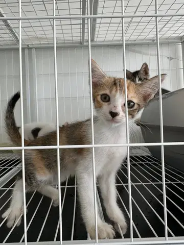 A curious calico kitten looking out from behind the wire of a cat enclosure