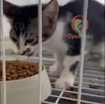 A black-and-white kitten eating kibble in its enclosure