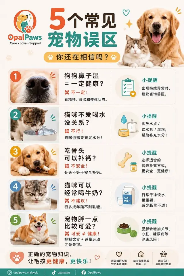 Opal Paws 图文：五个常见宠物误区