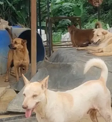 Dogs at the shelter: a pale dog stands in front while others rest behind