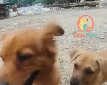 两只狗狗凑过来打招呼